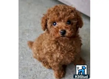 a small brown maltipoo dog